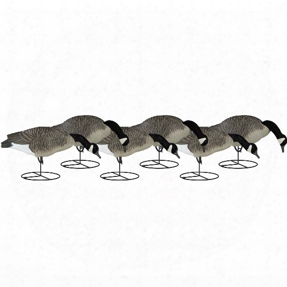Dakota Decoy Signature Series Flocked Goose Decoys, 6 Pack