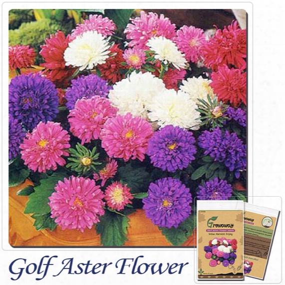 Golf Aster Flower Seeds Balcony Potted Chrysanthemum Flower Plants Potted Plants And Flowers 50