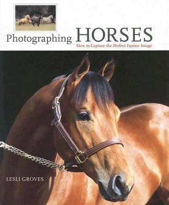 Photographing Horses: How To Capture The Perfect Equine Image