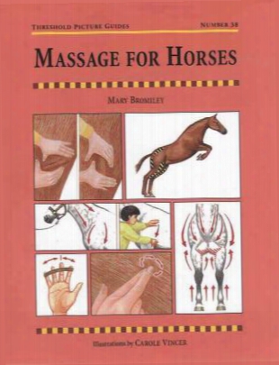 Massage For Horses