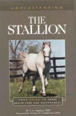 Understanding The Stallion