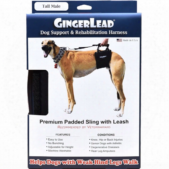 Gingerlead Dog Support & Rehabilitation Harness - Tall Male
