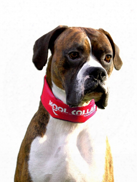 Kool Collar Stop Sign Red (medium)