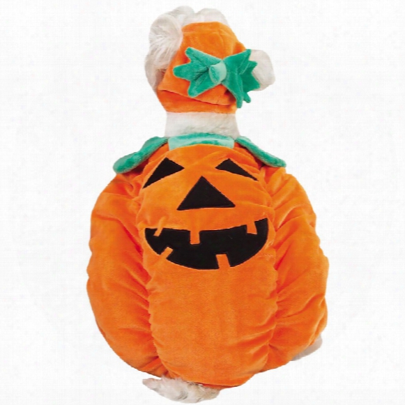 Zack & Zoey Pumpkin Pooch Costume - Medium