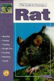 Guide To Owning A Rat