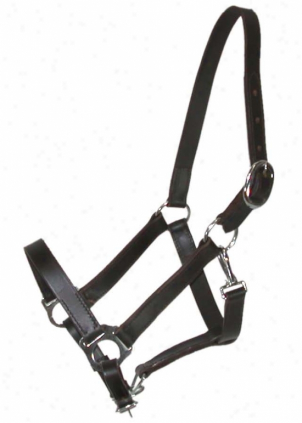 Leather Stable Halter With Snap - Dark Oil - Cob