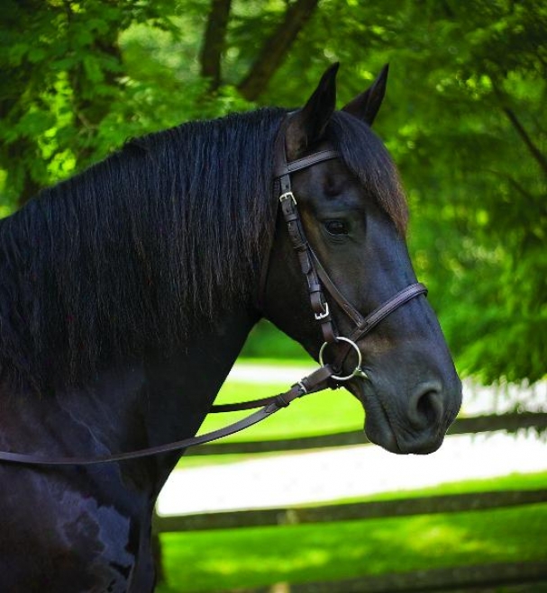 Perri's American Made Leather Bridle