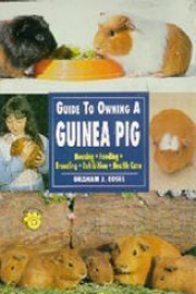 The Guide To Owning A Guinea Pig