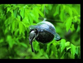 Unique Bird Feederrs - Clear